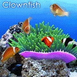 "s[AhG[ Digifish ClownFish _E[h PAS-15707"