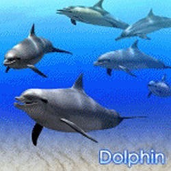 "s[AhG[ Digifish Dolphin _E[h PAS-15708"